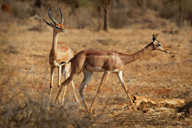 Gerenuk