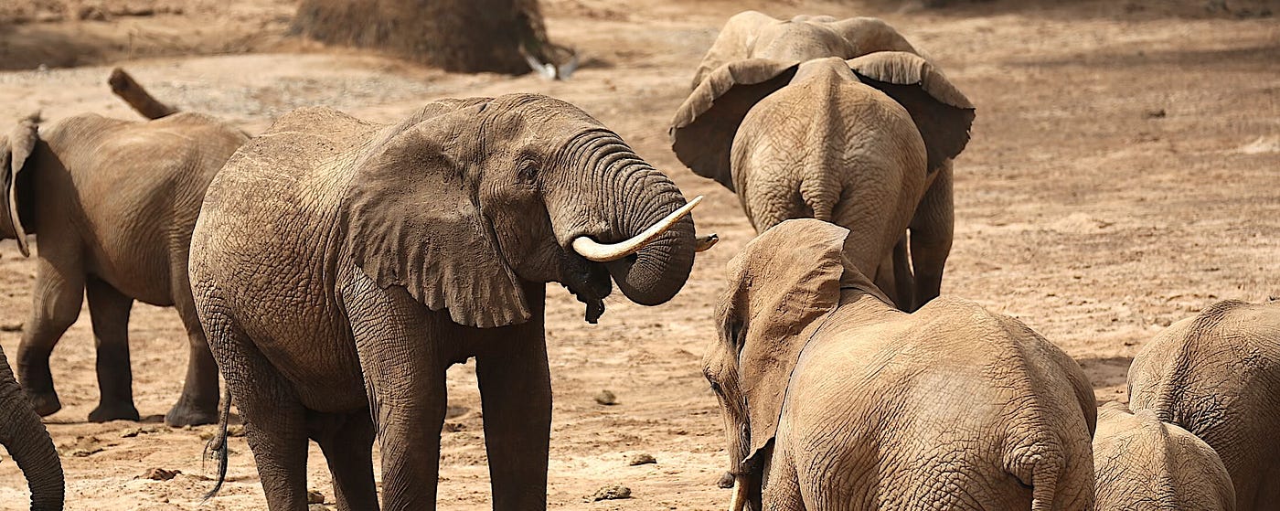 Samburu Elephant