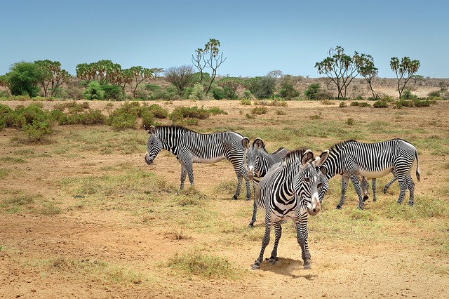 Samburu National Reserve