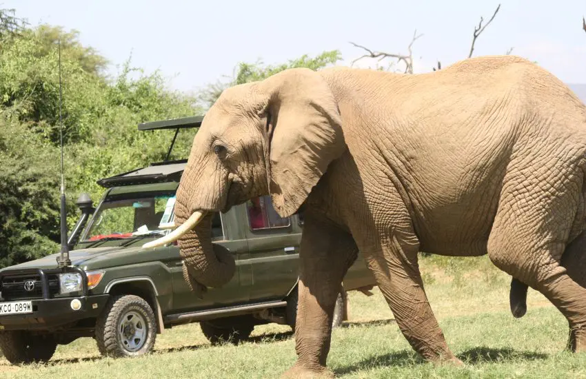 Safari Drive